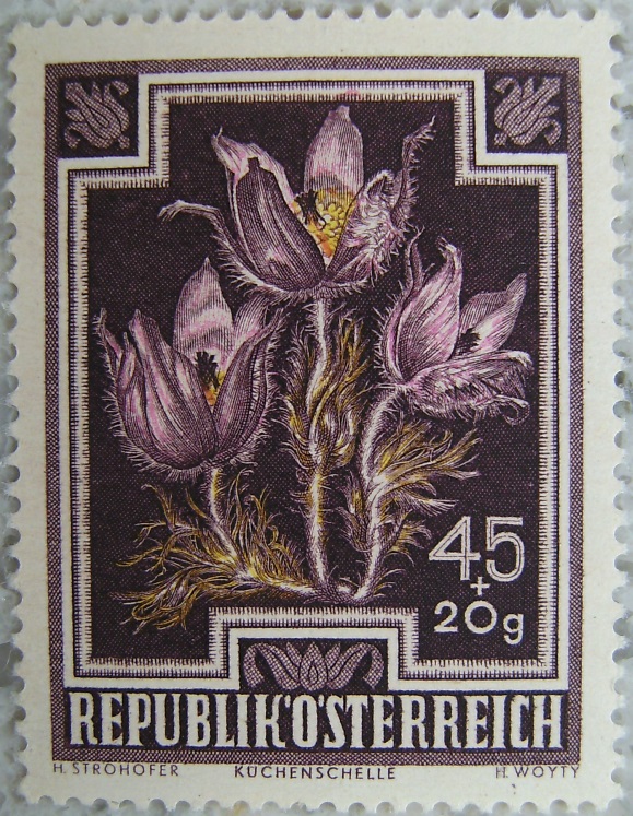 1948_05 Kuechenschellep.jpg
