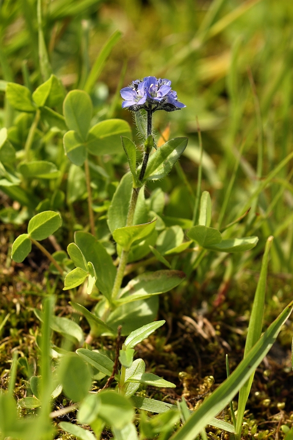 Alpen-Ehrenpreis_1a.jpg