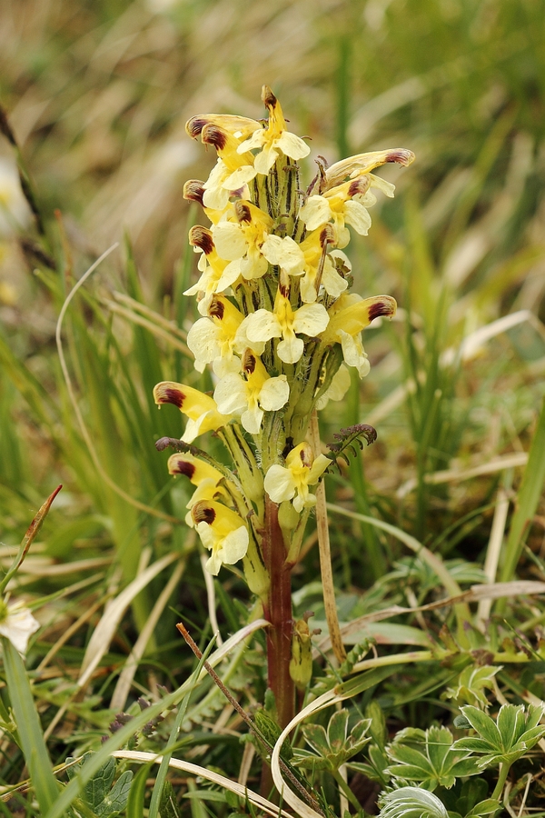 Buntes_Laeusekraut_3a.jpg