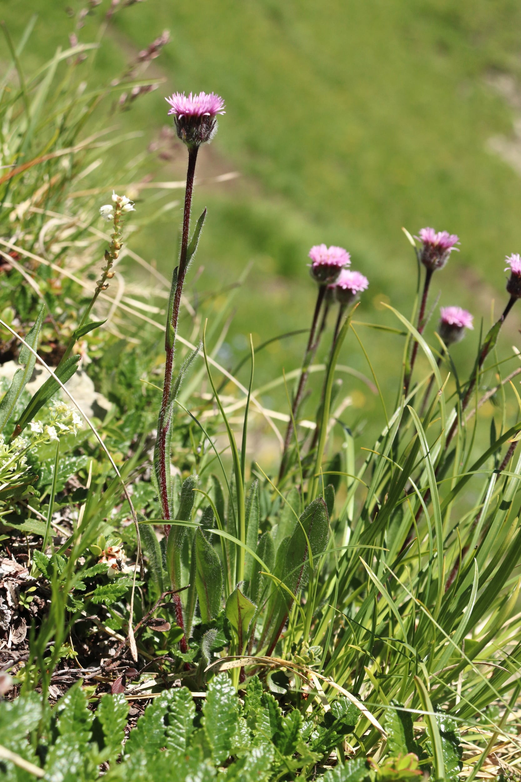 Erigeron neglectus 1-min.JPG