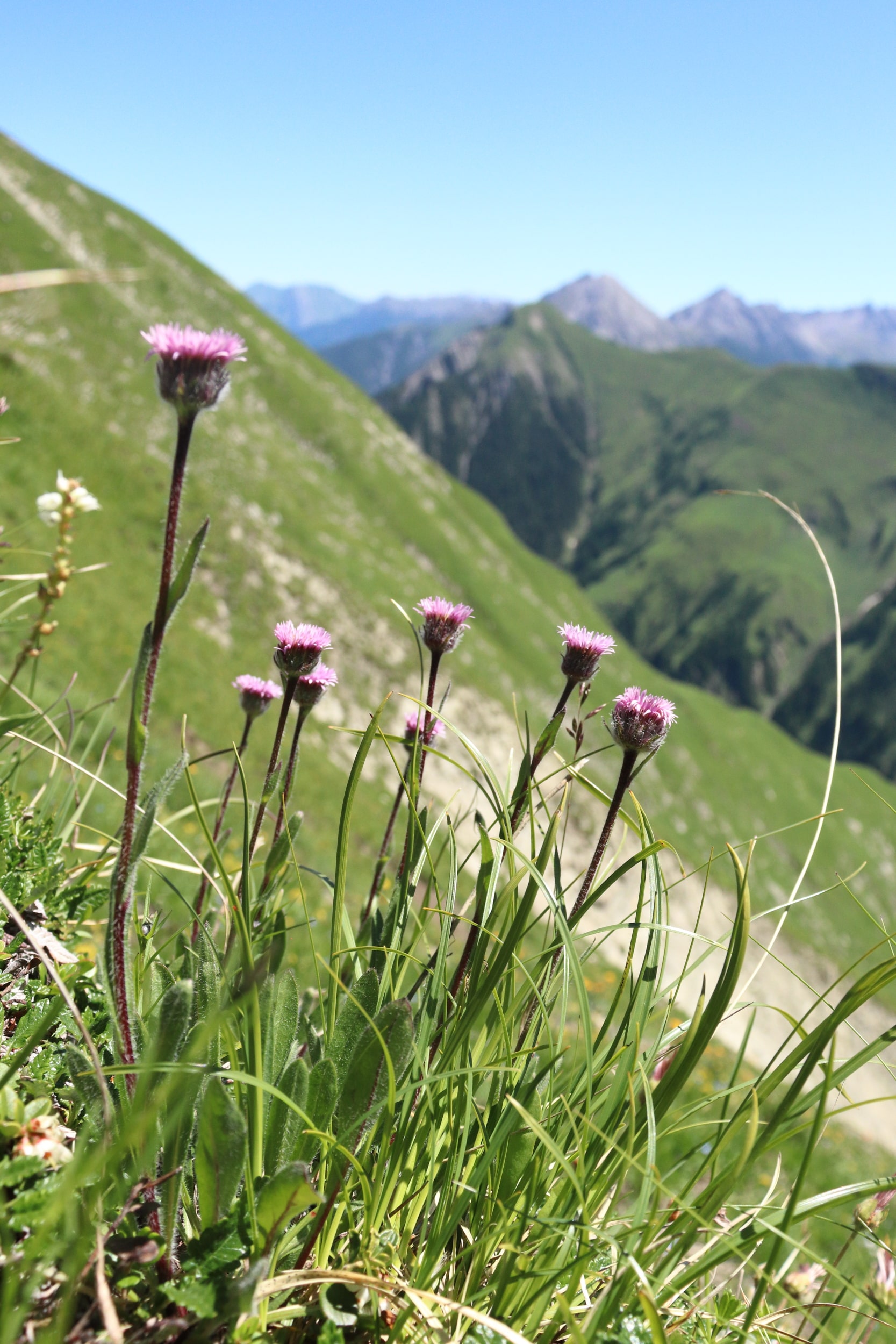 Erigeron neglectus 2-min.JPG