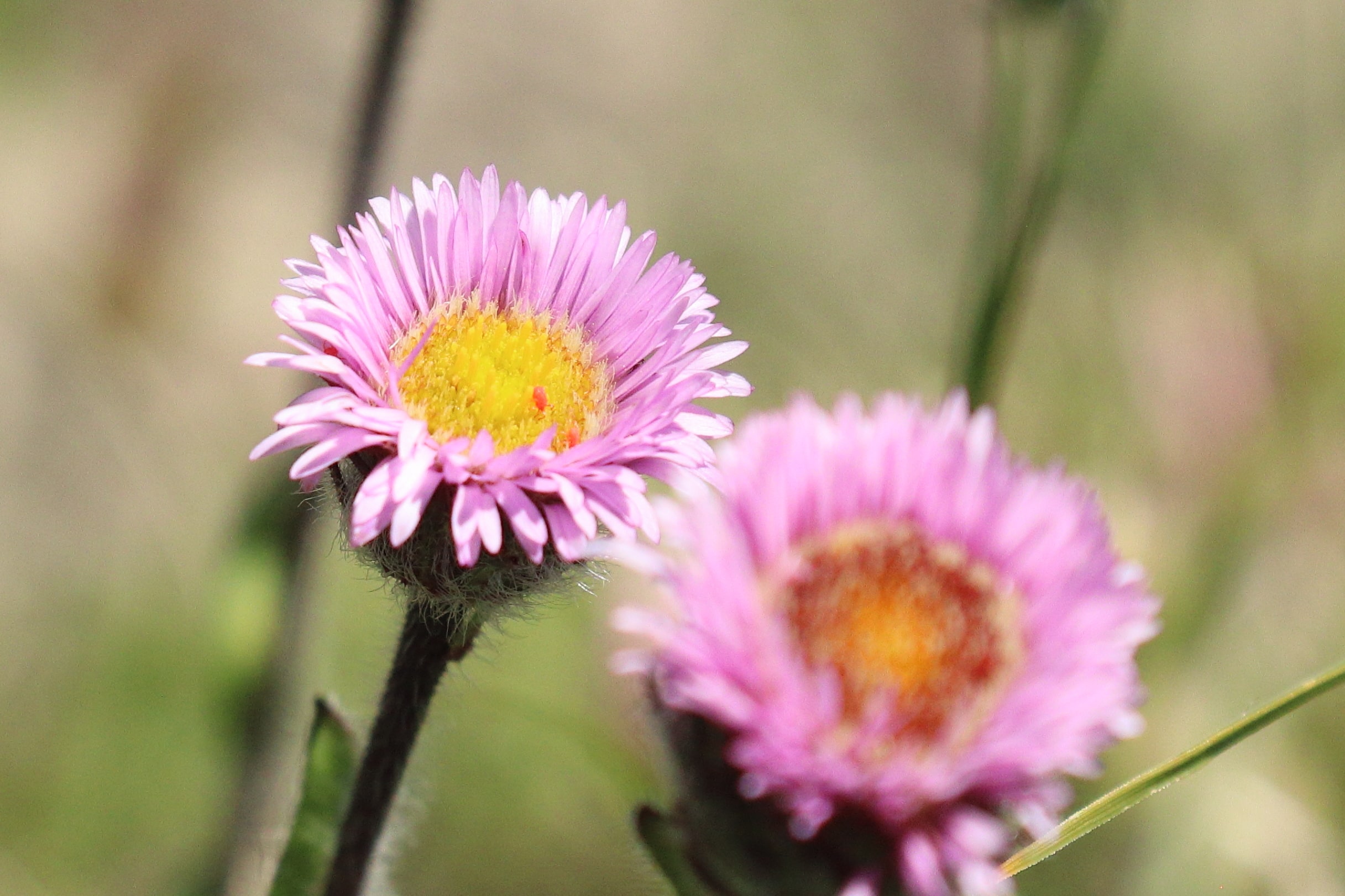 Erigeron neglectus 3-min.JPG