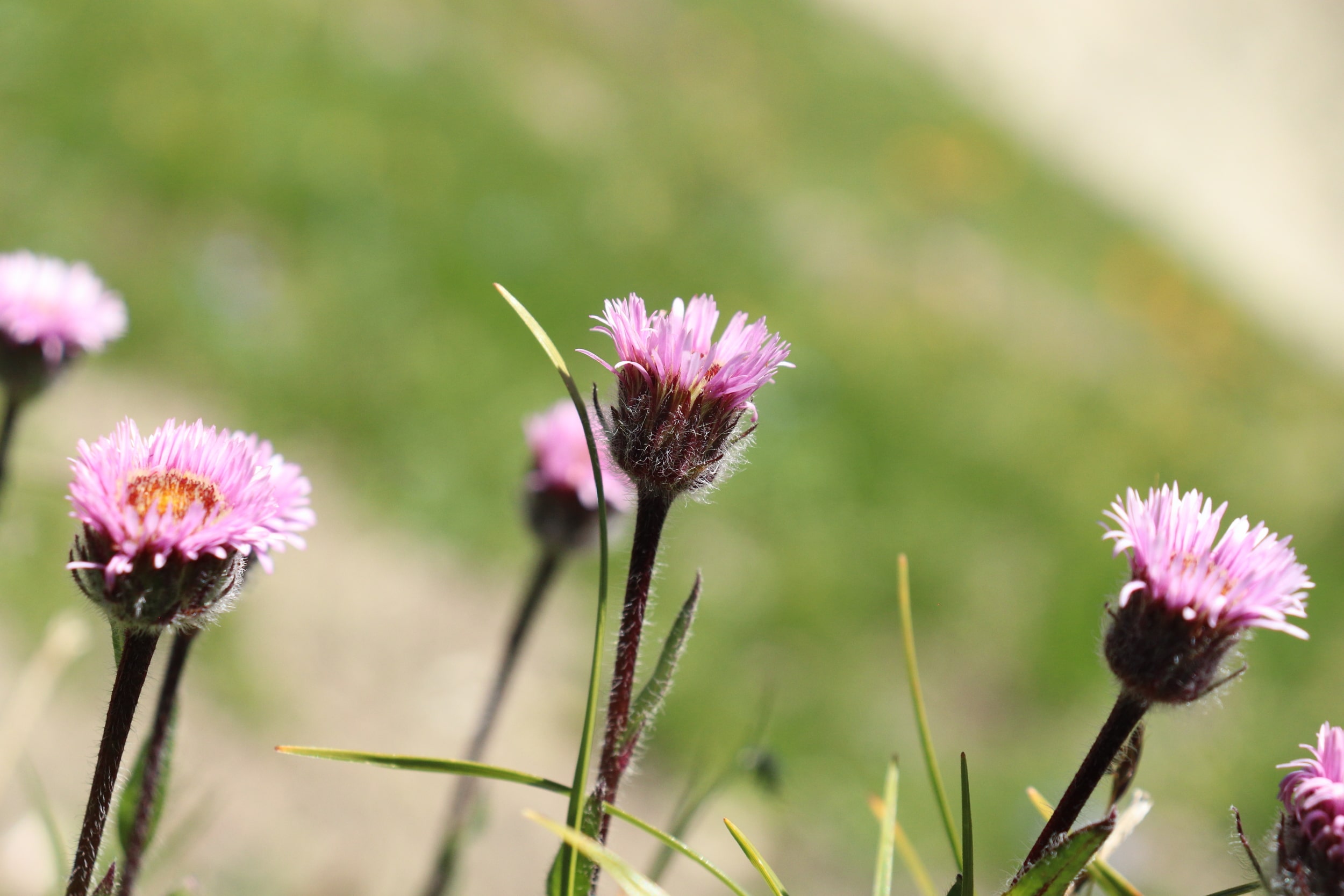 Erigeron neglectus 5-min.JPG