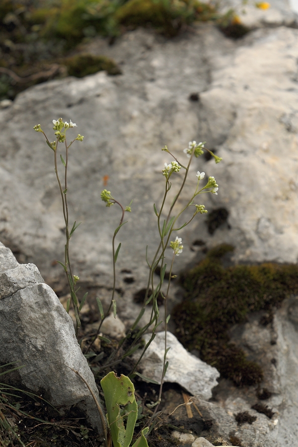 Felsen-Kugelschoetchen_3a.jpg