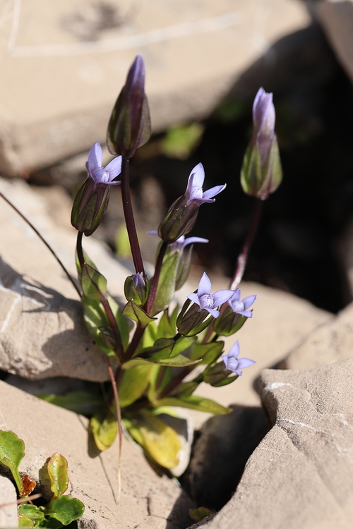 Gentiana tenella 1a.jpg