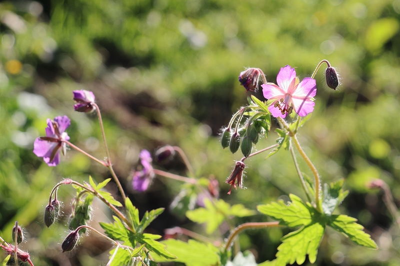 Geranium phaeum ssp lividum 3a.jpg