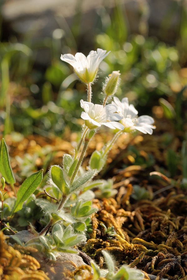 Gew_Alpen-Hornkraut_10a.jpg