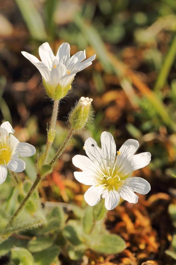 Gew_Alpen-Hornkraut_11a.jpg