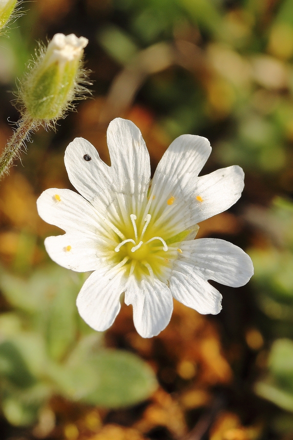 Gew_Alpen-Hornkraut_12a.jpg