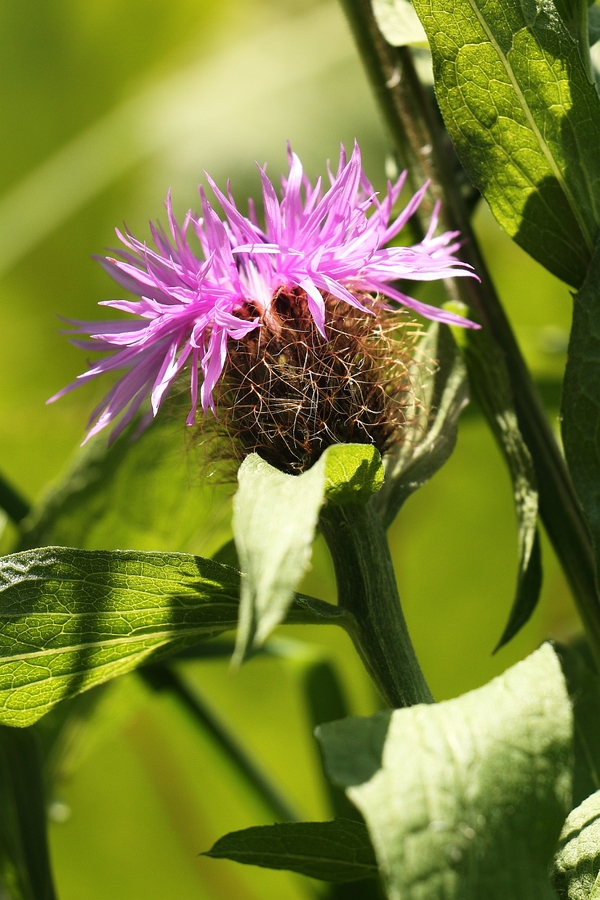 Peruecken-Flockenblume_1a.jpg