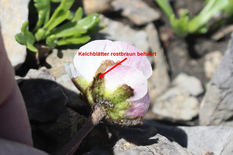 Ranunculus glacialis 2a.jpg