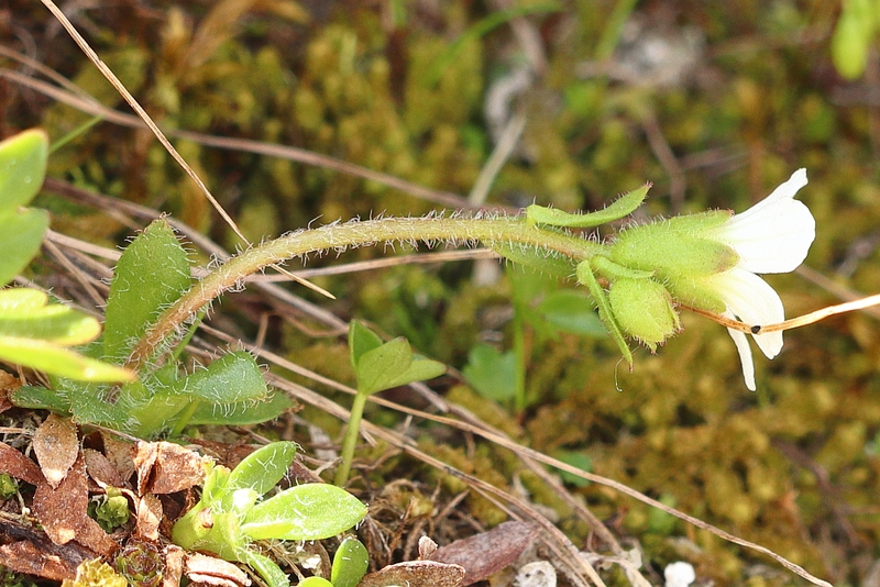 Saxifraga androsacea 2a.jpg