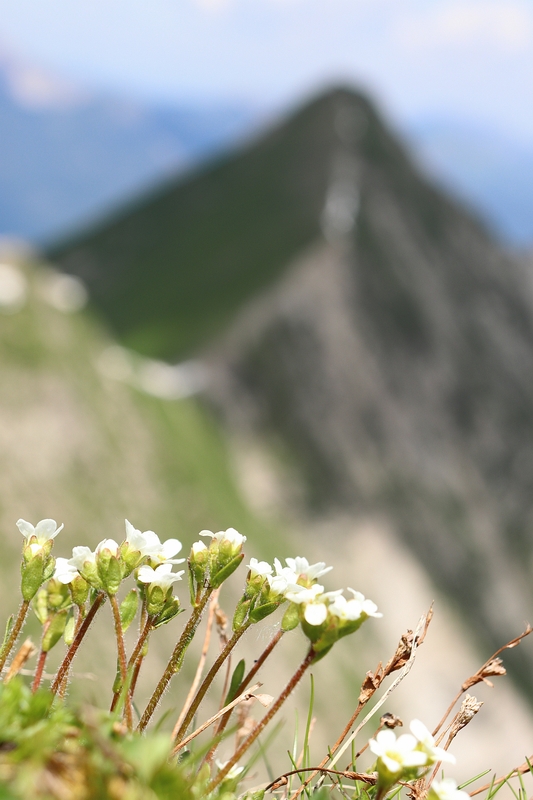 Saxifraga androsacea 4a.jpg