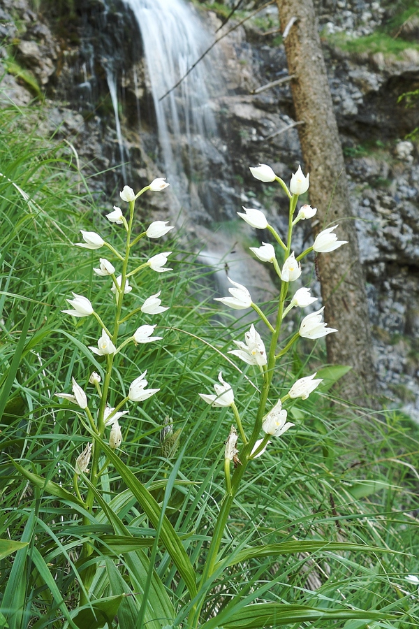 Schwertblaettriges_Waldvoegelein_3a.jpg