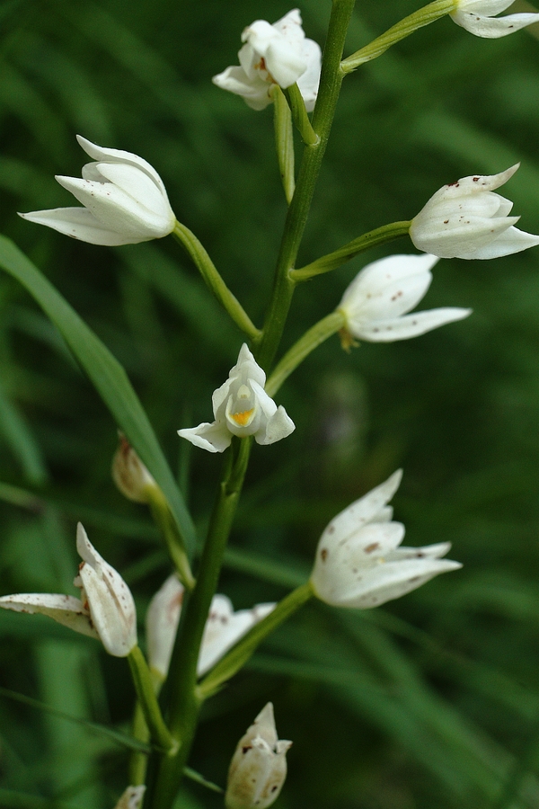 Schwertblaettriges_Waldvoegelein_4a.jpg