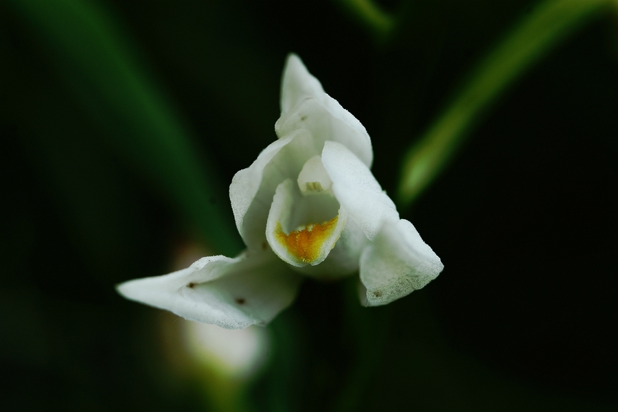 Schwertblaettriges_Waldvoegelein_5a.jpg