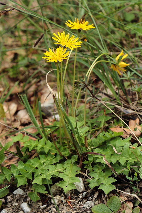 Stinkender_Hainsalat_1a.jpg