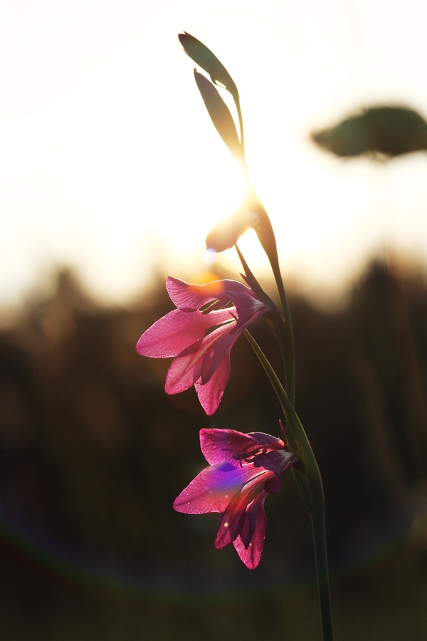 Sumpf-Gladiole_1a.jpg