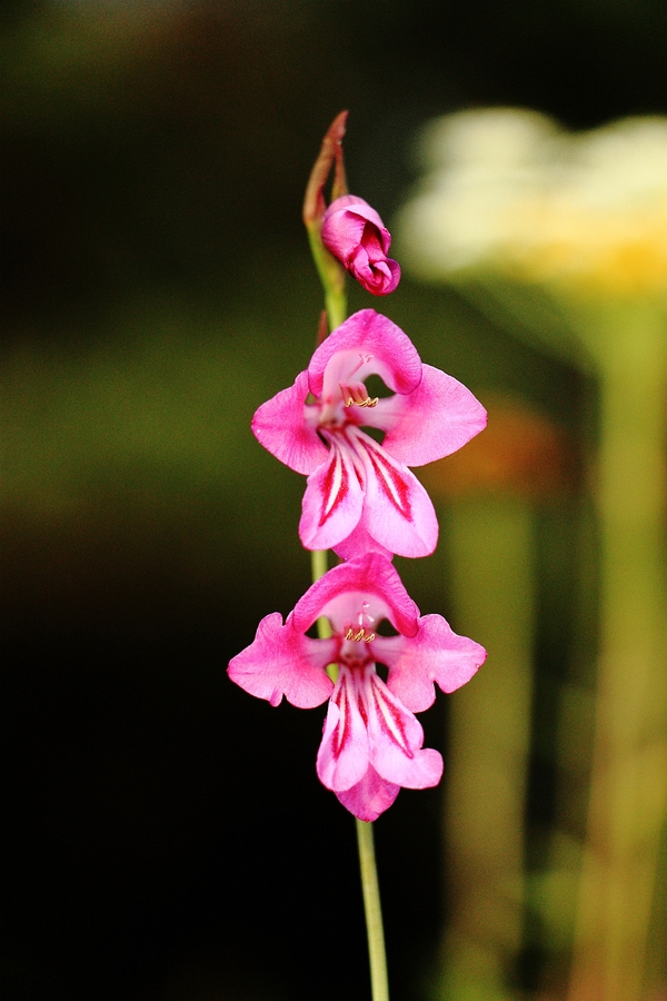 Sumpf-Gladiole_2a.jpg