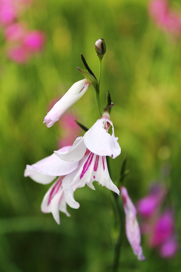 Sumpf-Gladiole_3a.jpg
