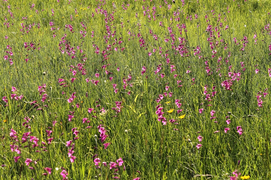 Sumpf-Gladiole_4a.jpg