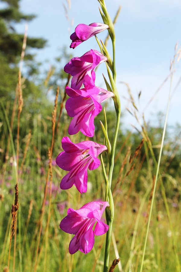Sumpf-Gladiole_5a.jpg
