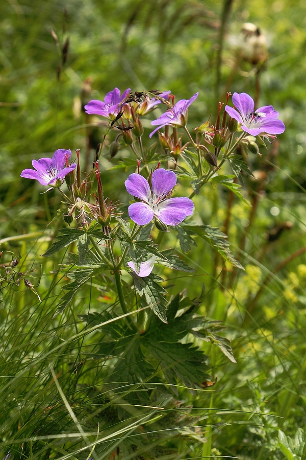 Wald-Storchschnabel_10a.jpg