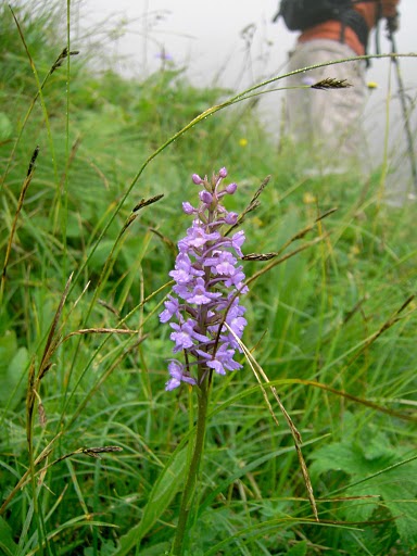 050730 Wandern Walser Gaishorn 049.jpg