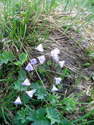 050625 WandernBiberkopf 013.jpg
