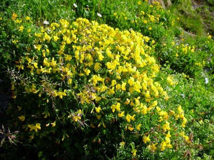 Hufeisenklee.jpg
