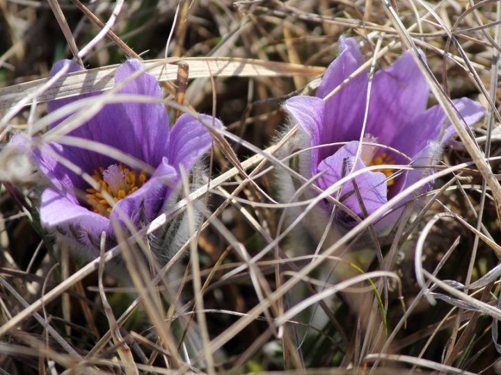 Pulsatilla_vulgaris_comp.jpg