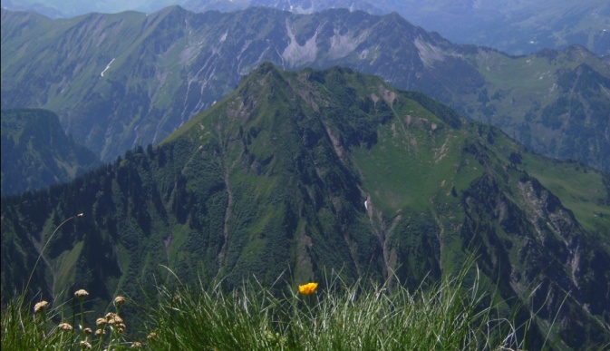 Edelweiss an der Hoefats05.jpg