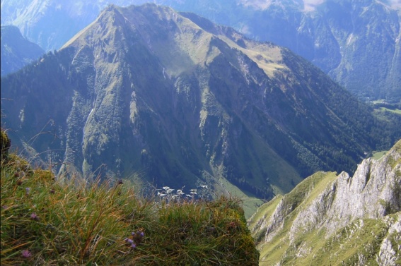 Edelweiss an der Hoefats04.jpg