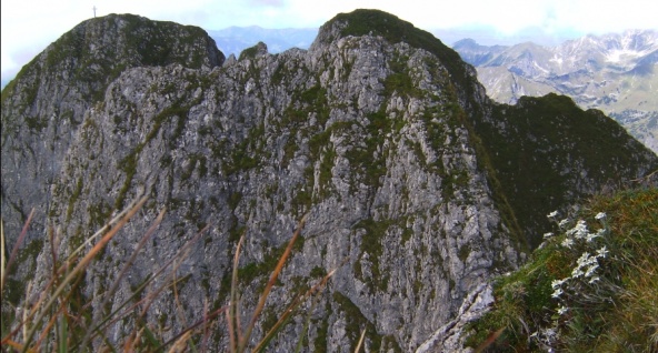 Edelweiss an der Hoefats03.jpg