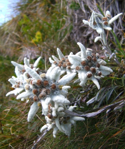 Edelweiss an der Hoefats02.jpg