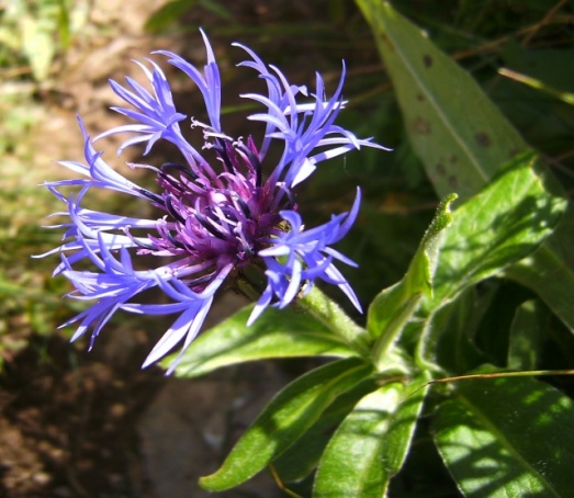 Alpenkornblume nahe Kaeseralpe02.jpg