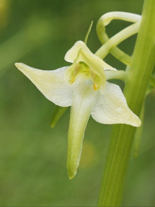Gruenliche_Waldhyazinthe_4.JPG