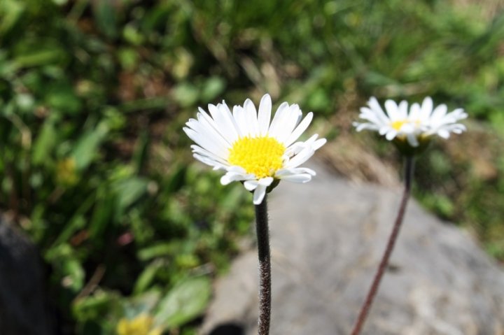 Alpenmassliebchen_3.JPG