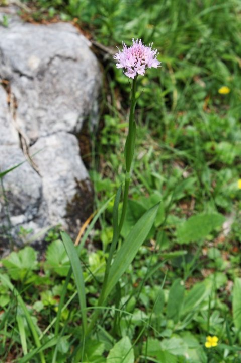 Kugelknabenkraut_1.JPG