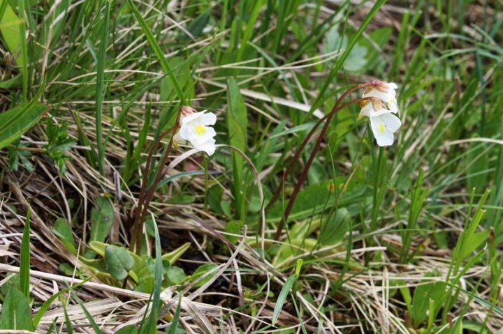 Alpen-Fettkraut_1.JPG