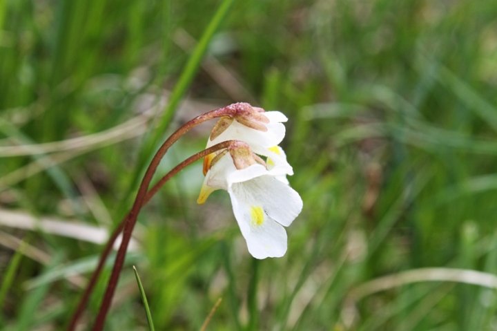 Alpen-Fettkraut_3.JPG