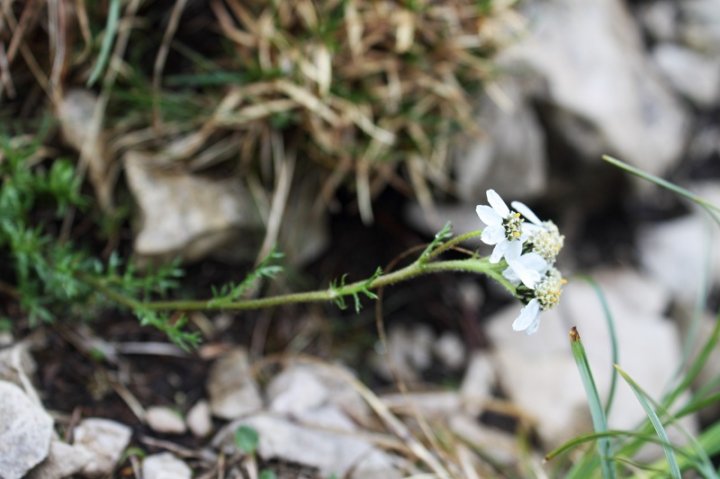 Achillea_1.JPG