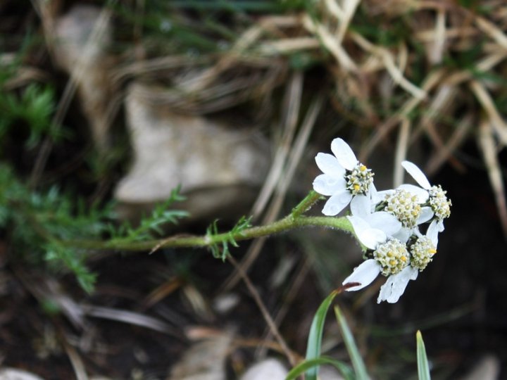 Achillea_2.JPG