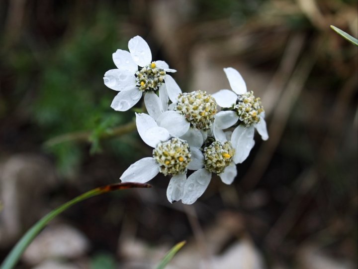 Achillea_3.JPG