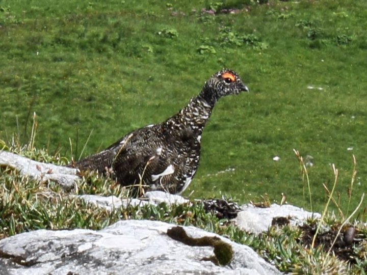 Schneehuhn_1.JPG