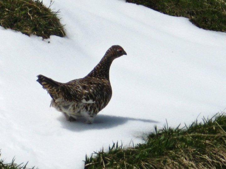 Schneehuhn_2.JPG