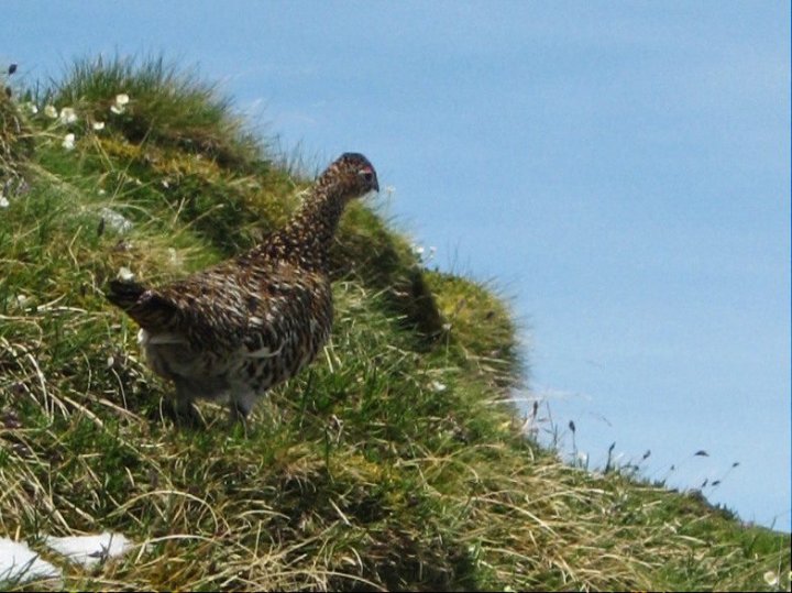 Schneehuhn_4.JPG