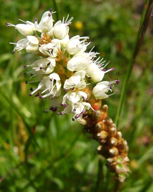 Knollen-Knoeterich Polygonum viviparum02paint.jpg