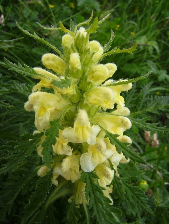 Reichblaettriges Laeusekraut Pedicularis foliosa02paint.jpg