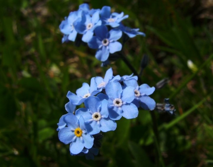 Alpen-Vergissmeinnicht Myosotis alpestris01paint.jpg